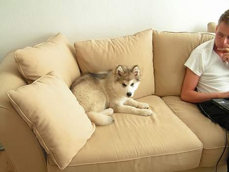 Alaskan malamute Gilza/aya - Det må jeg vist ikke ;-) billede 5