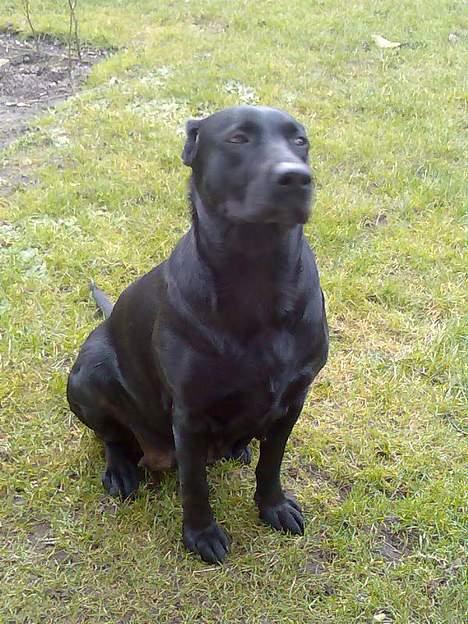 Blanding af racer labrador/scæfer Emma billede 11