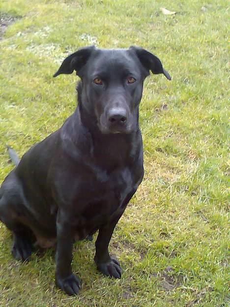 Blanding af racer labrador/scæfer Emma billede 12