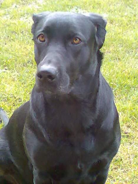 Blanding af racer labrador/scæfer Emma billede 13