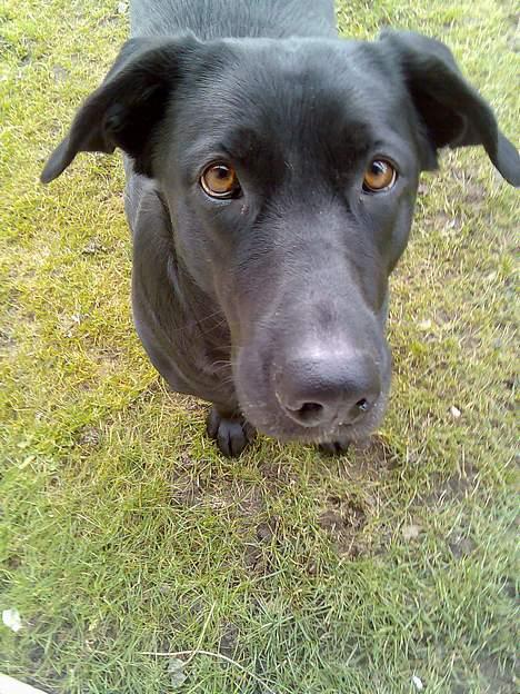 Blanding af racer labrador/scæfer Emma billede 14