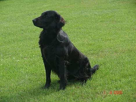 Flat coated retriever Tinke billede 12