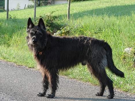 Picard Poupet de la Tour Philipp - Poupet i Port Lesney -sommeren 2006 billede 6