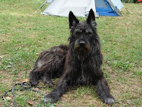 Picard Poupet de la Tour Philipp - Poupet på camping i Port Lesney -Frankrig sommeren 2006 billede 7