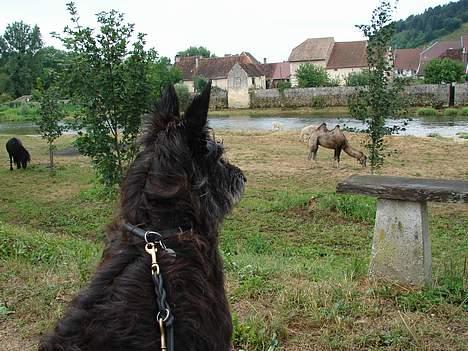 Picard Poupet de la Tour Philipp - Poupet holder øje med dyrene fra cirkus i Poert Lesney -Frankrig 2006 billede 8