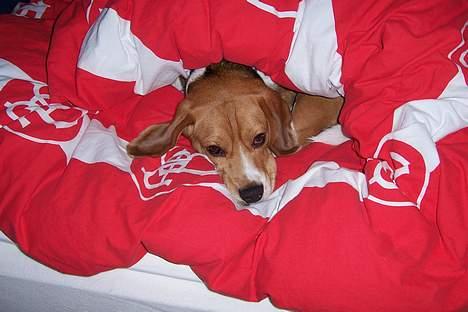 Beagle Bob RIP 22/10-2017 - Elsker Lenes sengetøj især hendes Aab sengetøj... billede 15