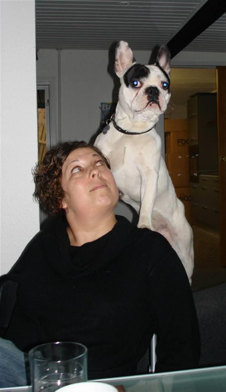 Fransk bulldog Cliff - Gemmer du dig for mig? billede 4