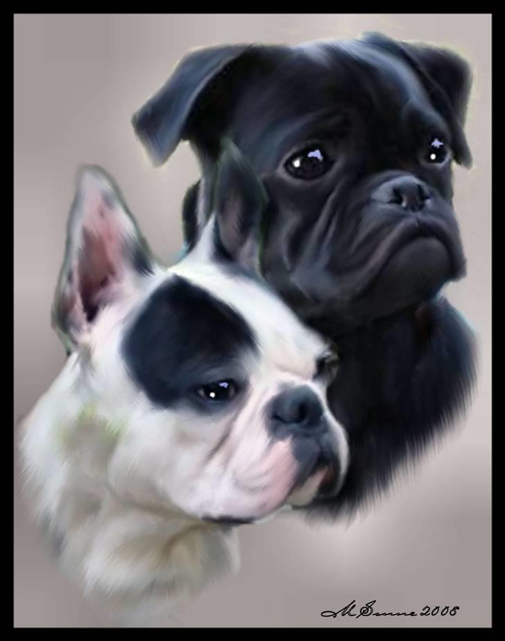 Fransk bulldog Cliff billede 5