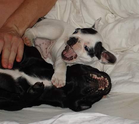 Fransk bulldog Cliff - Mig pg min "søs" skal lige ha styr på et par småting - og jeg giver ikke sådan op! billede 6