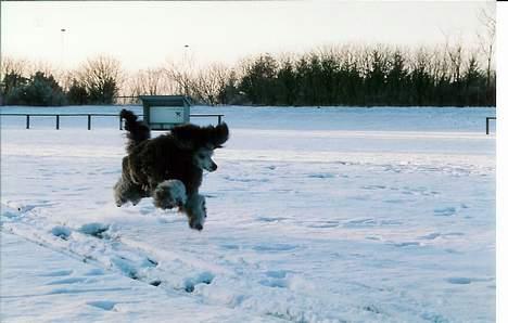 Storpuddel Kathie billede 20