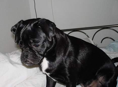 Blanding af racer Carla *mops/pudel* billede 12