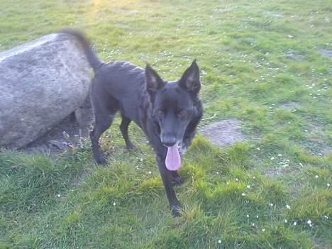 Blanding af racer Tøsen billede 5