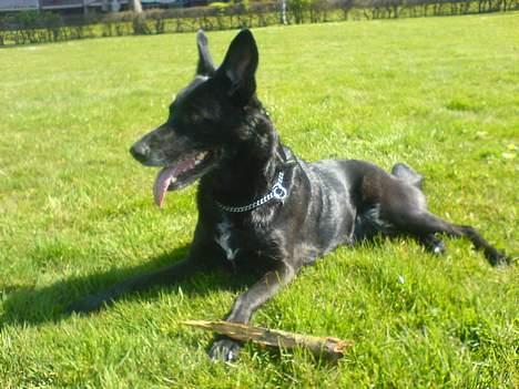 Blanding af racer Tøsen billede 6