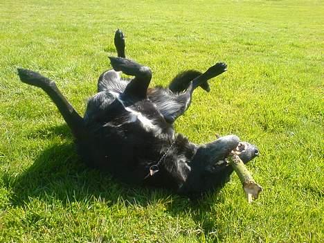 Blanding af racer Tøsen billede 7