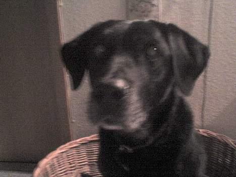 Blanding af racer Fie ~min himmelhund~ billede 2