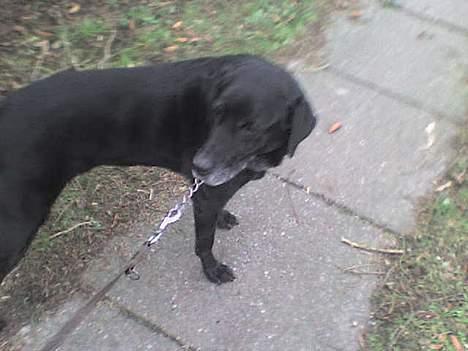 Blanding af racer Fie ~min himmelhund~ billede 3