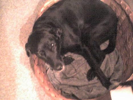 Blanding af racer Fie ~min himmelhund~ billede 4