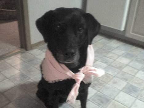 Blanding af racer Fie ~min himmelhund~ billede 5