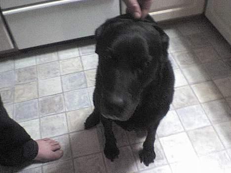 Blanding af racer Fie ~min himmelhund~ billede 7