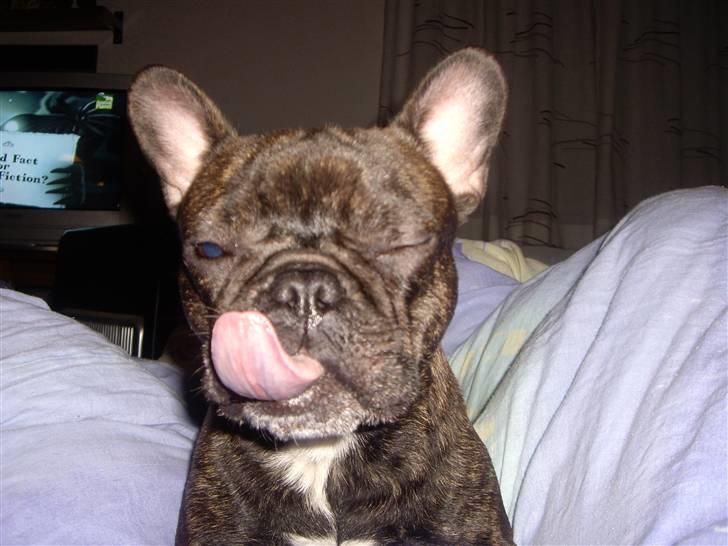 Fransk bulldog Debi *død* billede 1