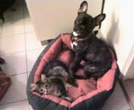 Fransk bulldog Debi *død* billede 2