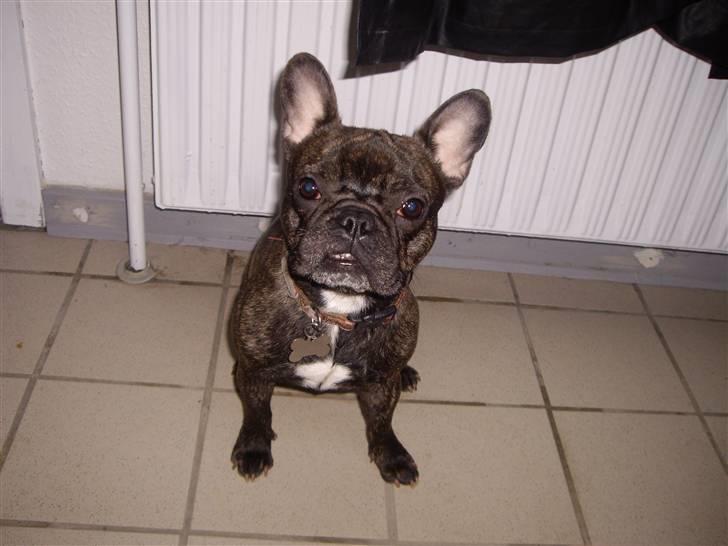 Fransk bulldog Debi *død* billede 3