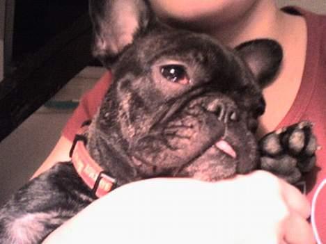 Fransk bulldog Debi *død* billede 4