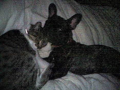 Fransk bulldog Debi *død* billede 5