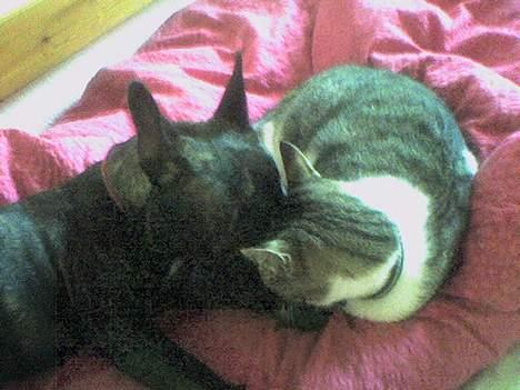 Fransk bulldog Debi *død* billede 6