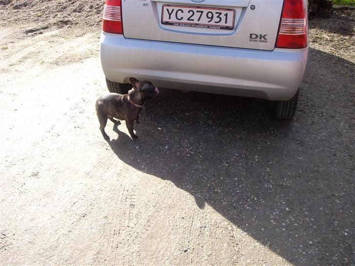 Fransk bulldog Debi *død* billede 7