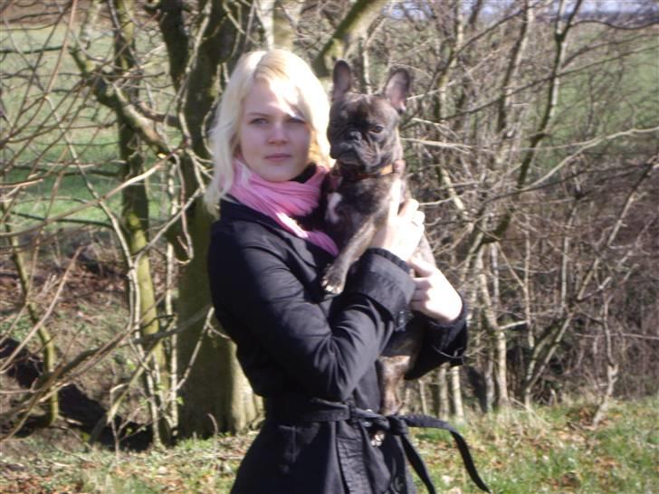 Fransk bulldog Debi *død* billede 8