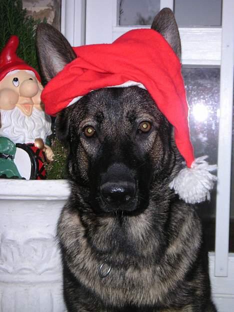 Schæferhund Hedegård's Honney - 24. december 06 billede 2