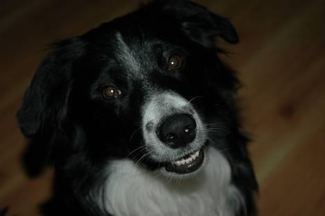 Border collie Jesse James - hej allesammen :-) billede 1
