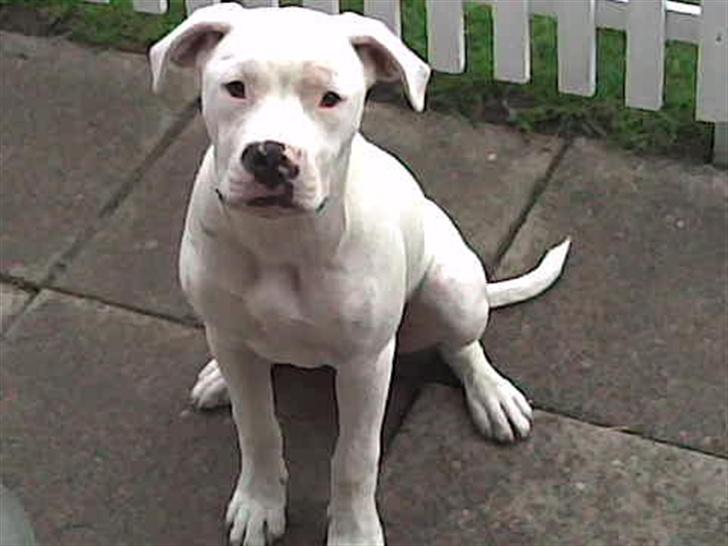 Amerikansk bulldog | Shadi | billede 1