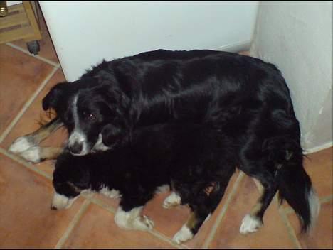 Border collie Jesse James - Her passer han på lillebror dalton billede 2