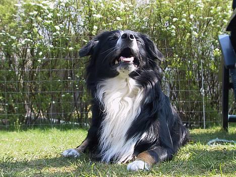 Border collie Jesse James billede 3