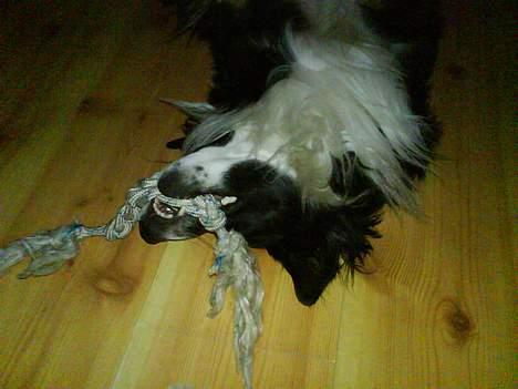 Border collie Jesse James - man kan jo pludselig blive træt :-P billede 4