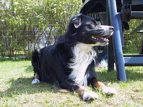 Border collie Jesse James billede 5