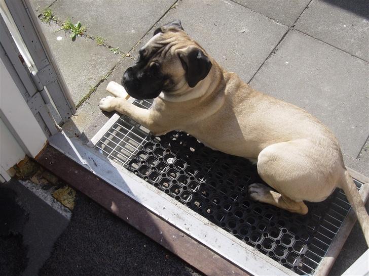 Bullmastiff Luna billede 2