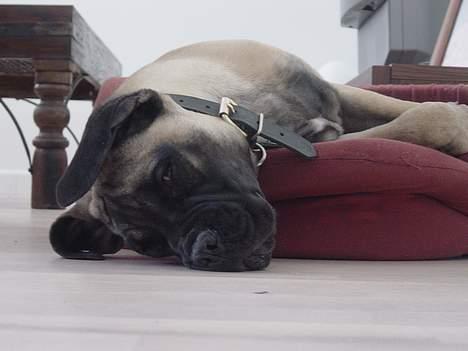 Bullmastiff Luna - Skrid nu med det kamara billede 3