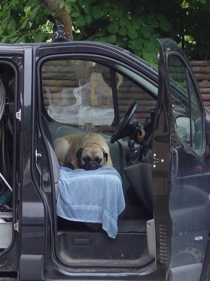 Bullmastiff Luna billede 4