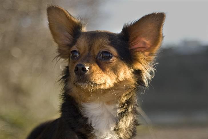 Blanding af racer Bella - Himmelhund...<3 - Se hvor højtidelig jeg kan være! billede 1