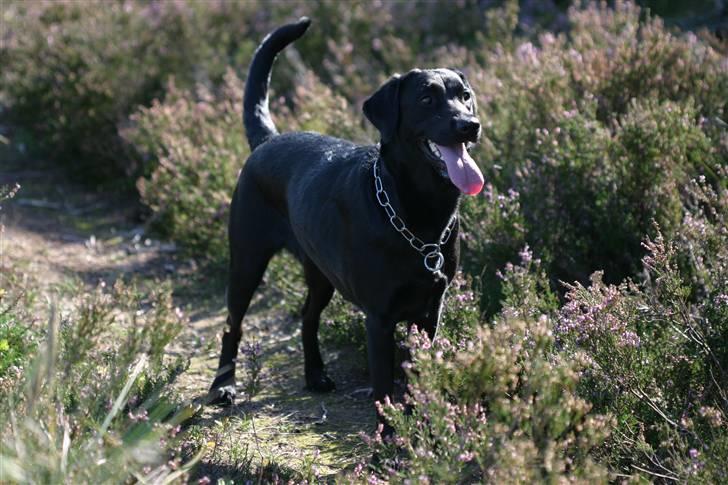 Labrador retriever <3Molly<3 - Her sidder jeg billede 1