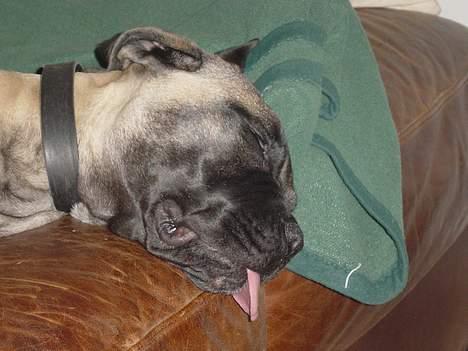 Bullmastiff Luna billede 5