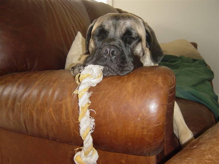 Bullmastiff Luna - Luna er faldet i søvn billede 6