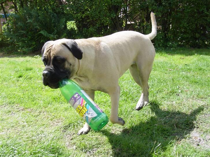 Bullmastiff Luna billede 7