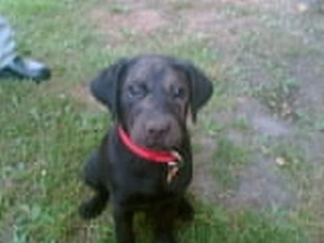 Labrador retriever <3Molly<3 - Molly som lille, hvor hun leger havemand :-) billede 3