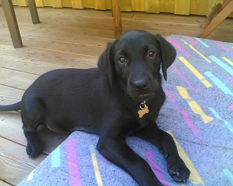 Labrador retriever <3Molly<3 billede 4