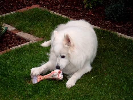 Samojedhund BAMSE. R.I.P (død 25/2 08 - Wauuuu...for et kødben.....ka måske bruge det til vægtløftning bagefter... gg billede 16