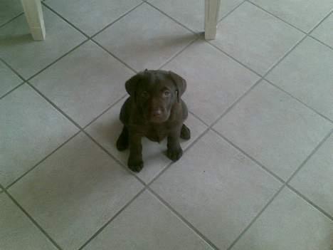 Labrador retriever <3Ganto<3 *Død* - her sidder jeg billede 1